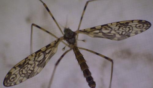 Epiphragma ocellare